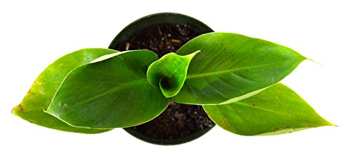 9Greenbox - Dwarf Banana Plant - 4" Pot - Live Plant