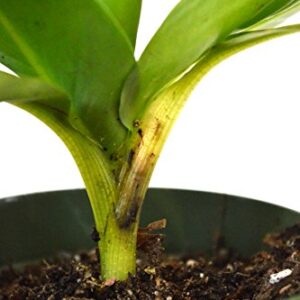 9Greenbox - Dwarf Banana Plant - 4" Pot - Live Plant