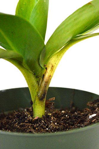 9Greenbox - Dwarf Banana Plant - 4" Pot - Live Plant