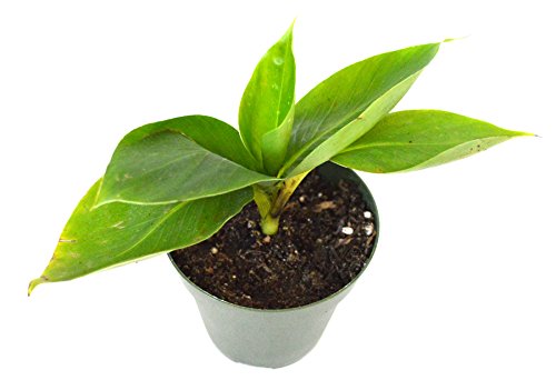 9Greenbox - Dwarf Banana Plant - 4" Pot - Live Plant