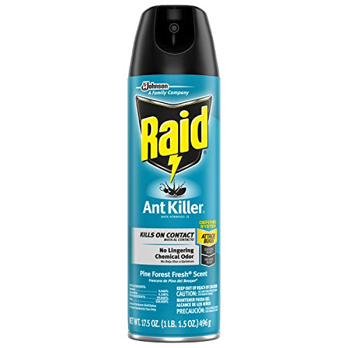 Raid Ant Killer Spray Pine Forest, 17.5 OZ (Pack - 1)