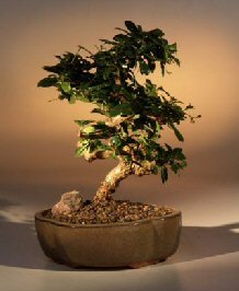 bonsai boy's flowering fukien tea bonsai tree - curved trunk medium ehretia microphylla