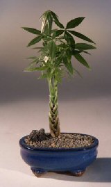 bonsai boy's money bonsai tree - 'good luck tree' pachira aquatica