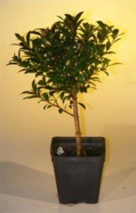 bonsai boy's pre bonsai flowering brush cherry bonsai tree - small eugenia myrtifolia