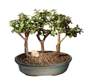bonsaiboy baby jade 3 bonsai tree group (portulacaria afra)