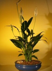 Bonsai Boy's Flowering Peace Lily Bonsai Tree spathiphyllum