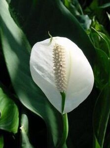 Bonsai Boy's Flowering Peace Lily Bonsai Tree spathiphyllum