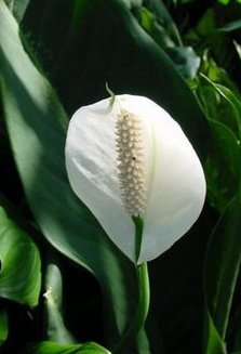 Bonsai Boy's Flowering Peace Lily Bonsai Tree spathiphyllum