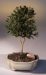 bonsai boy's flowering brush cherry bonsai tree - medium eugenia myrtifolia