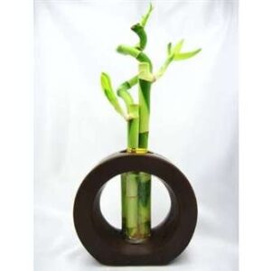 9greenbox - 3 style spiral lucky bamboo with hollow brown ceramic vase