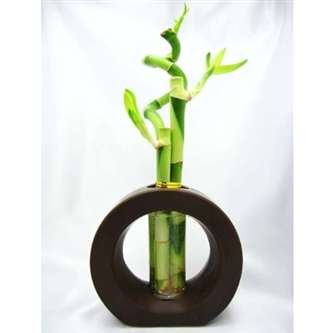 9GreenBox - 3 Style Spiral Lucky Bamboo with Hollow Brown Ceramic Vase