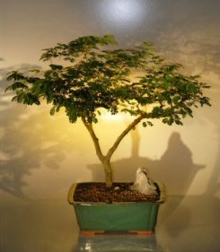 bonsai boy's flowering brazilian raintree bonsai tree pithecellobium tortum