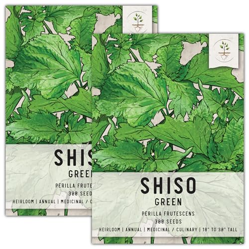 Seed Needs, Green Shiso Seeds - 300 Heirloom Seeds for Planting Perilla frutescens - Non-GMO & Untreated (2 Packs)