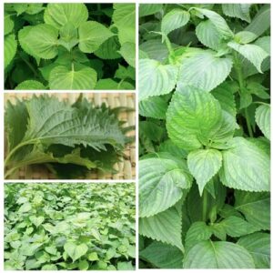 Seed Needs, Green Shiso Seeds - 300 Heirloom Seeds for Planting Perilla frutescens - Non-GMO & Untreated (2 Packs)