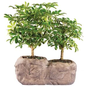 brussel's live hawaiian umbrella indoor bonsai tree in rock pot (2 pack) - 5 years old; 5" to 8" tall