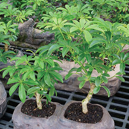 Brussel's Live Hawaiian Umbrella Indoor Bonsai Tree in Rock Pot (2 Pack) - 5 Years Old; 5" to 8" Tall