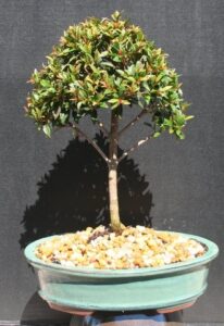 brush cherry bonsai tree by sheryls shop