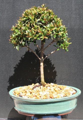 Brush Cherry Bonsai Tree by Sheryls Shop