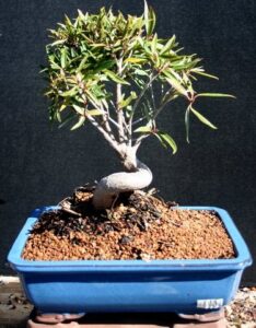 indoor ficus neriofolia curved trunk bonsai tree by sheryls shop