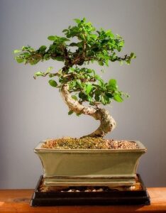 imported fukien tea bonsai tree by sheryls shop