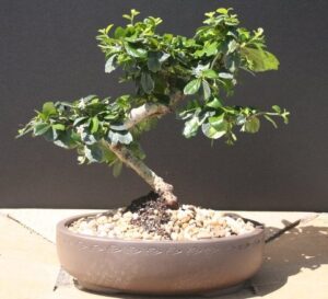imported fukien tea bonsai tree by sheryls shop