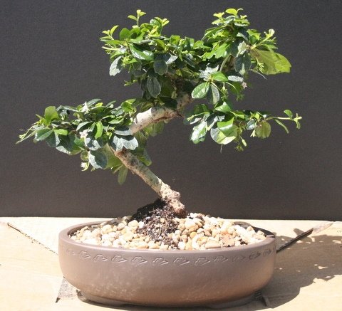 Imported Fukien Tea Bonsai Tree by Sheryls Shop