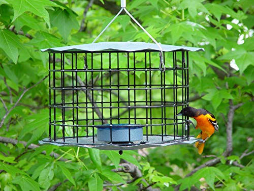 Erva Bluebird Feeder - Includes Meal Worm Cup - Designed to Keep Squirrels Out - Made in The USA