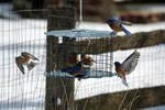 Erva Bluebird Feeder - Includes Meal Worm Cup - Designed to Keep Squirrels Out - Made in The USA