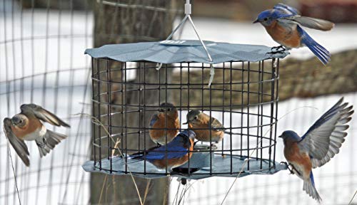 Erva Bluebird Feeder - Includes Meal Worm Cup - Designed to Keep Squirrels Out - Made in The USA