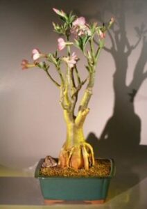 bonsai boy's flowering desert rose bonsai tree adenium obesum