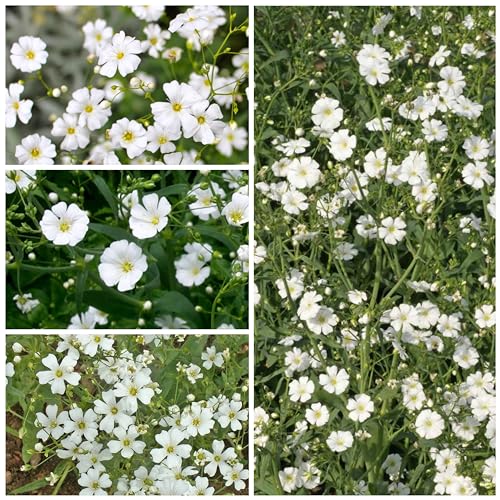 Seed Needs, White Baby's Breath Seeds - 2,000 Heirloom Seeds for Planting Gyposophila elegans (2 Packs)