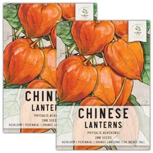 seed needs, chinese lantern seeds for planting (physalis alkekengi) heirloom & open pollinated - orange ornamental pods (2 packs)