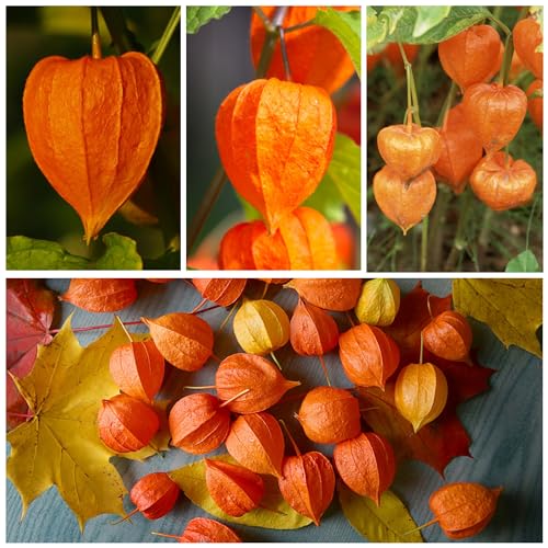 Seed Needs, Chinese Lantern Seeds for Planting (Physalis Alkekengi) Heirloom & Open Pollinated - Orange Ornamental Pods (2 Packs)