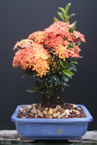 Large Ixora Petite Orange Bonsai Tree by Sheryls Shop