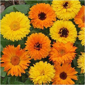 seed needs, 1,000+ calendula pacific beauty seeds for planting (calendula officinalis) non-gmo wildflower mix - butterfly and bee attracting! - bulk