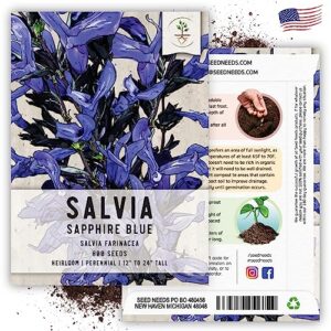 Seed Needs, Sapphire Blue Sage Seeds - 800 Heirloom Seeds for Planting Salvia farinacea - Open Pollinated, Attracts Pollinators (2 Packs)