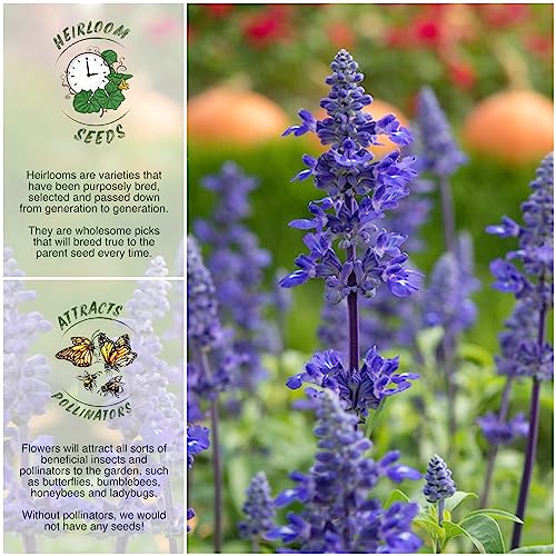 Seed Needs, Sapphire Blue Sage Seeds - 800 Heirloom Seeds for Planting Salvia farinacea - Open Pollinated, Attracts Pollinators (2 Packs)