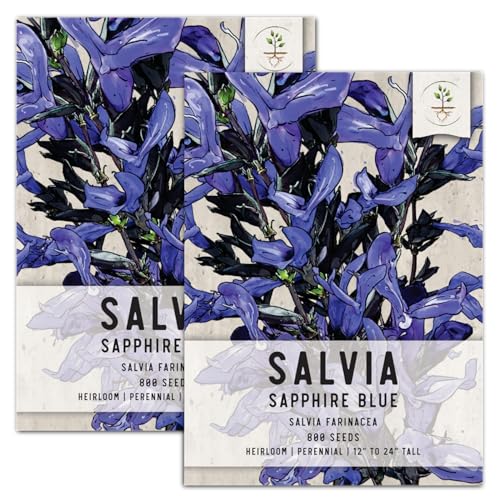 Seed Needs, Sapphire Blue Sage Seeds - 800 Heirloom Seeds for Planting Salvia farinacea - Open Pollinated, Attracts Pollinators (2 Packs)