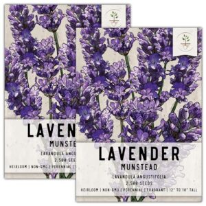 seed needs, munstead lavender seeds - 500 heirloom seeds for planting lavandula angustifolia - non-gmo & untreated fragrant flowers to attract pollinators (2 packs)