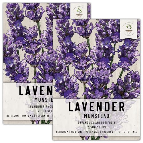 Seed Needs, Munstead Lavender Seeds - 500 Heirloom Seeds for Planting Lavandula angustifolia - Non-GMO & Untreated Fragrant Flowers to Attract Pollinators (2 Packs)