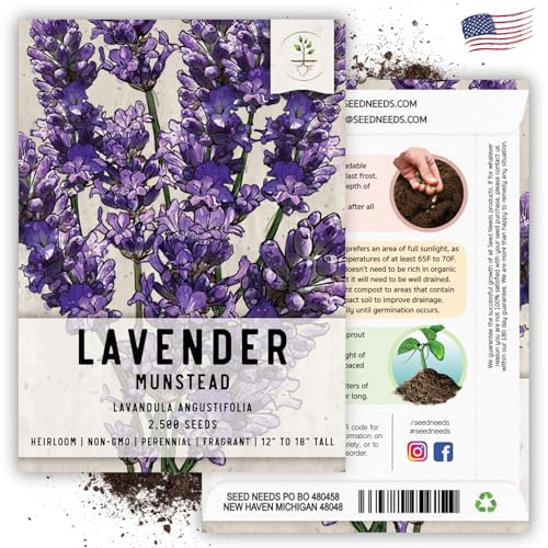 Seed Needs, Munstead Lavender Seeds - 500 Heirloom Seeds for Planting Lavandula angustifolia - Non-GMO & Untreated Fragrant Flowers to Attract Pollinators (2 Packs)