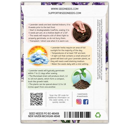 Seed Needs, Munstead Lavender Seeds - 500 Heirloom Seeds for Planting Lavandula angustifolia - Non-GMO & Untreated Fragrant Flowers to Attract Pollinators (2 Packs)