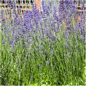 Seed Needs, Munstead Lavender Seeds - 500 Heirloom Seeds for Planting Lavandula angustifolia - Non-GMO & Untreated Fragrant Flowers to Attract Pollinators (2 Packs)