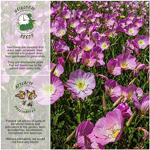 Seed Needs, Showy Evening Primrose Seeds - 6,000 Seeds for Planting Oenothera speciosa - Pink Blooms, Attracts Butterflies/Pollinators (2 Packs)