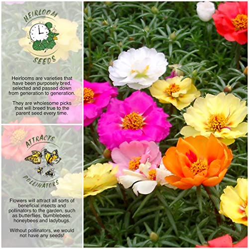 Seed Needs, Portulaca Seeds - 1,000 Heirloom Seeds for Planting Portulaca grandiflora - Moss Rose, Great for Rock Gardens (2 Packs)