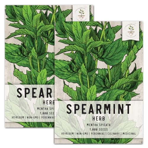 Seed Needs, Spearmint Herb Seeds for Planting (Mentha spicata) Heirloom, Non-GMO & Untreated