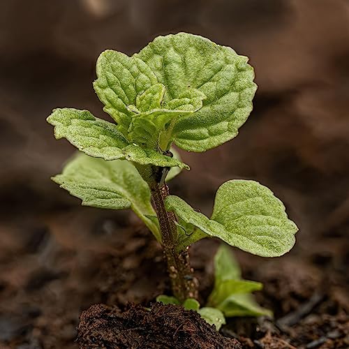 Seed Needs, Spearmint Herb Seeds for Planting (Mentha spicata) Heirloom, Non-GMO & Untreated
