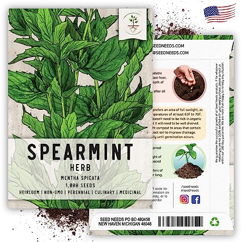 Seed Needs, Spearmint Herb Seeds for Planting (Mentha spicata) Heirloom, Non-GMO & Untreated