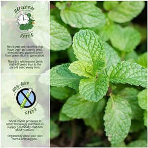 Seed Needs, Spearmint Herb Seeds for Planting (Mentha spicata) Heirloom, Non-GMO & Untreated