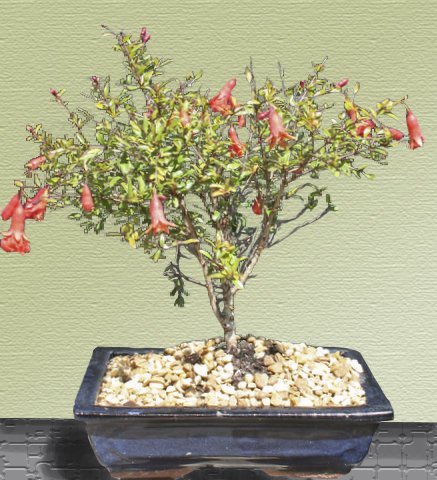 Dwarf Pomegranate Bonsai